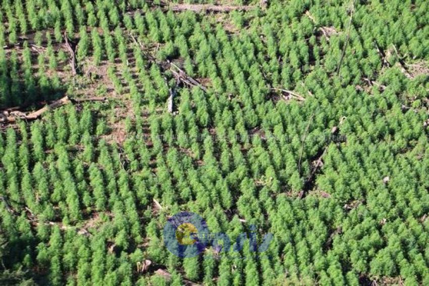 Senad y Ministerio del Ambiente realizaran acciones conjuntas contra marihuaneros