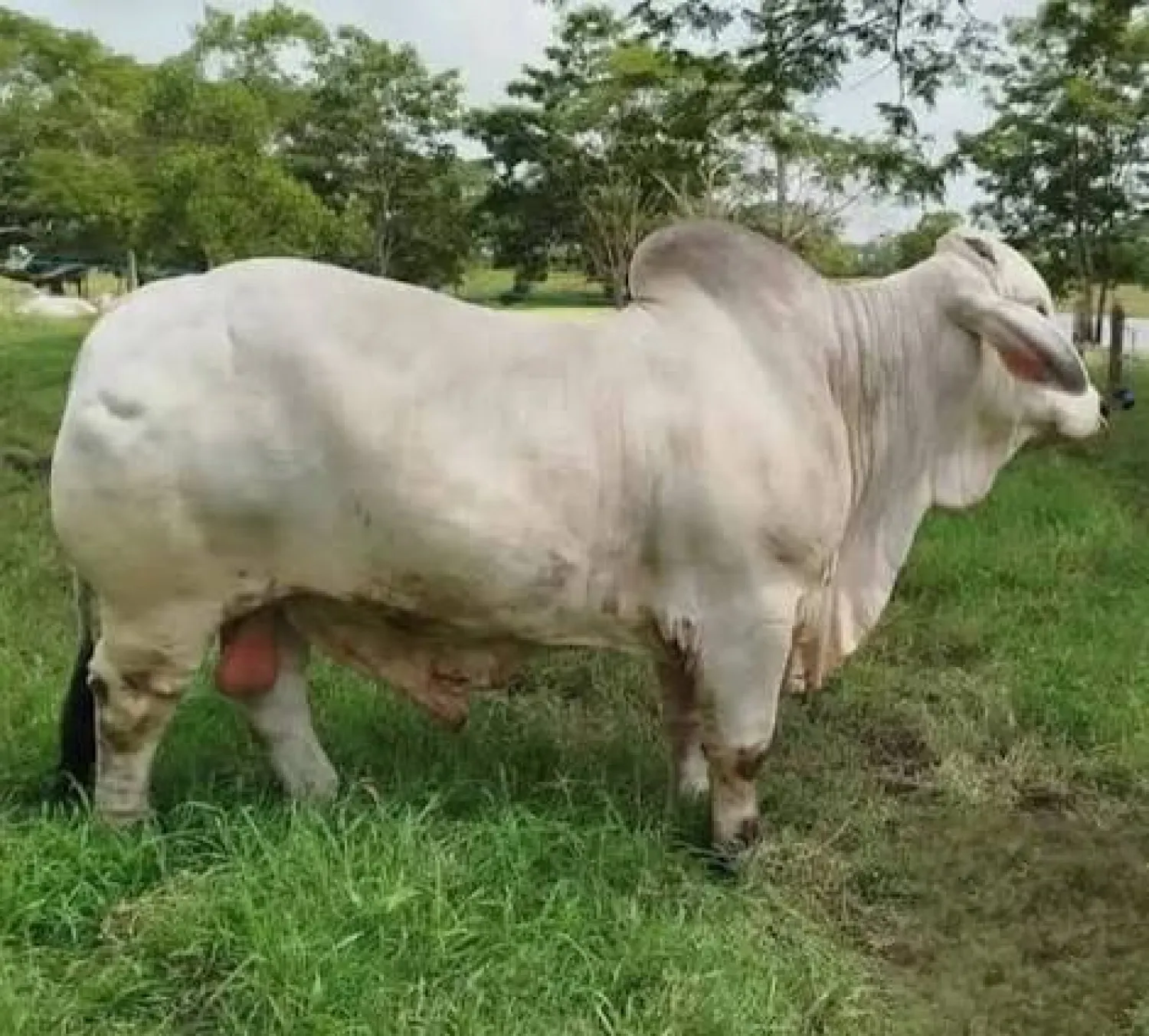 Abigeato en Bella Vista Norte: roban un toro del predio de una vivienda