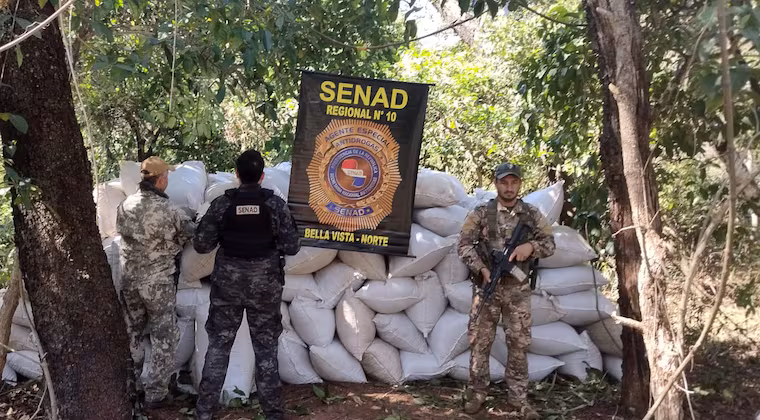 Senad destruye más de 6,5 toneladas de marihuana en campamento narco de Amambay