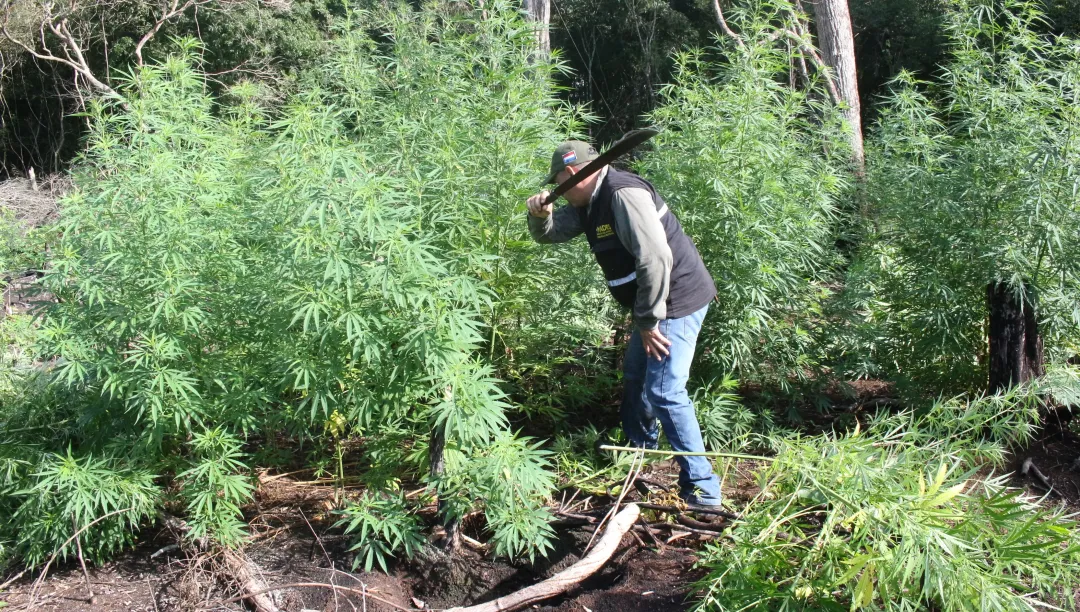 Destruyen alrededor de 15 hectáreas de marihuana en Cerro Corá 