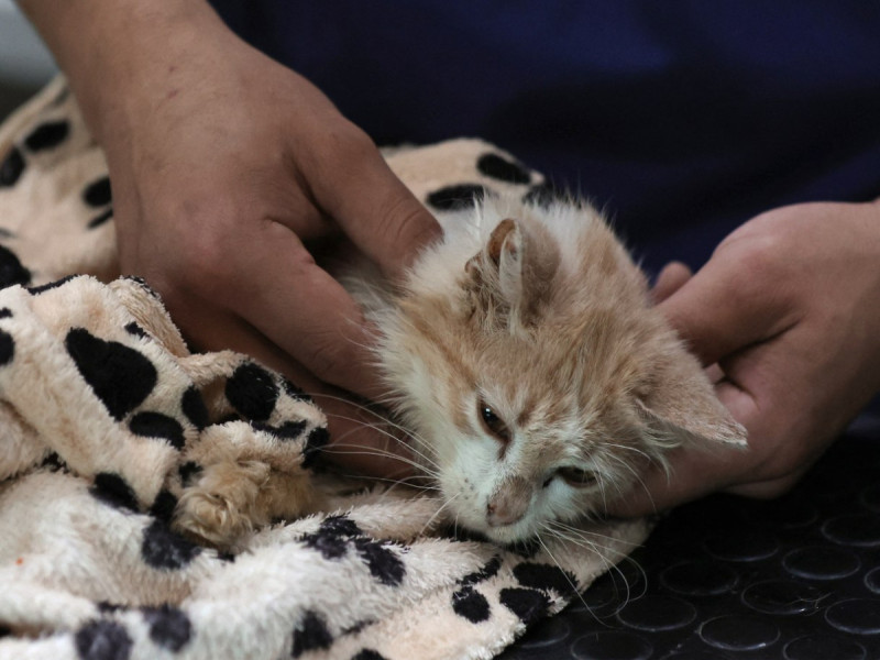 OMS alerta de un número “elevado” de gatos infectados con gripe aviar