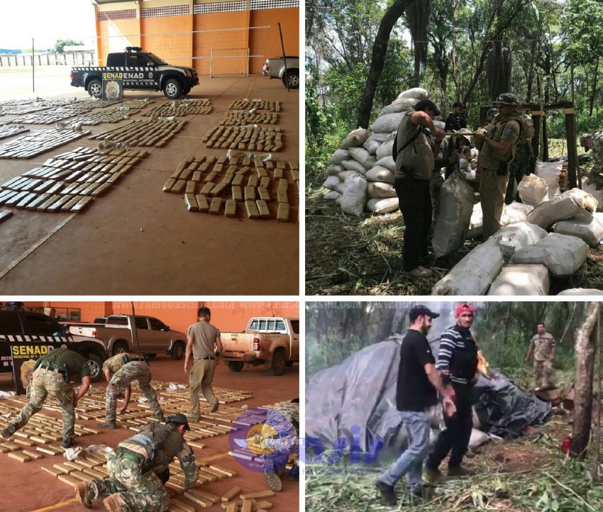 Senad incauta  casi siete tononeladas de marihuana en Amambay