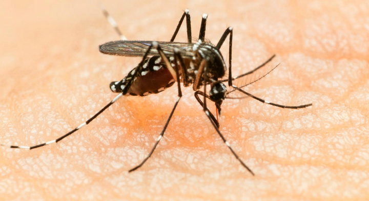 Aumento de dengue y chikungunya será más crítico en febrero y marzo