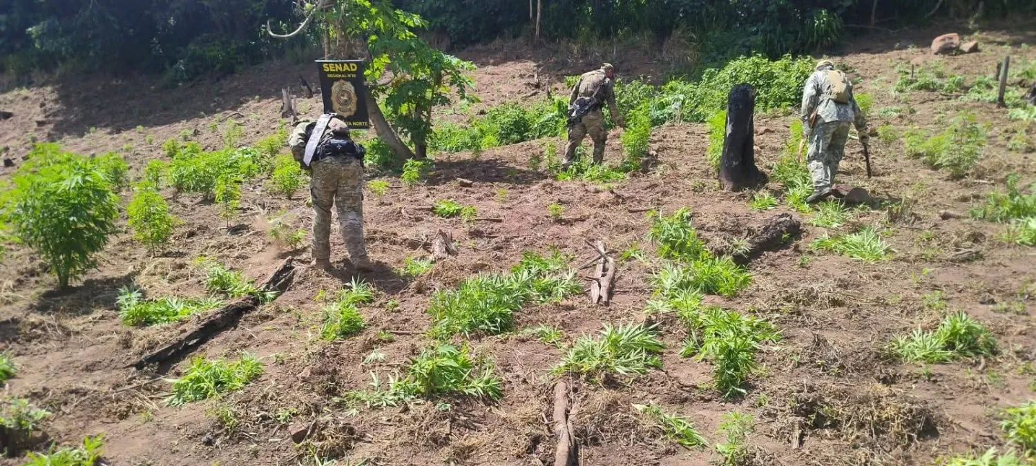 SENAD desmantela campamento narco y saca de circulación 15 toneladas de marihuana en Cerro Corá