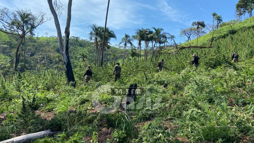 SENAD destruyó 14 toneladas de marihuana en Yby Yaú