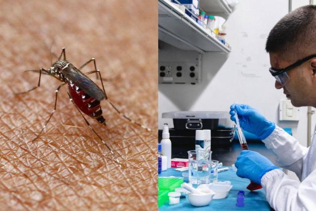 Las razones por las que se complican los cuadros de dengue
