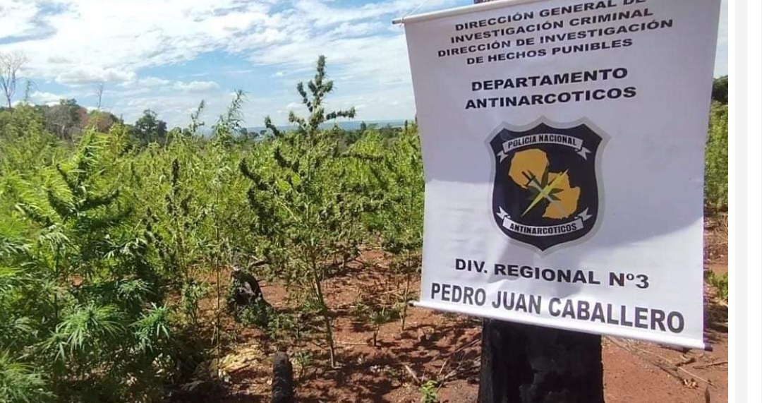 Antinarcóticos destruyen 4 hectáreas de marihuana en Lorito Picada