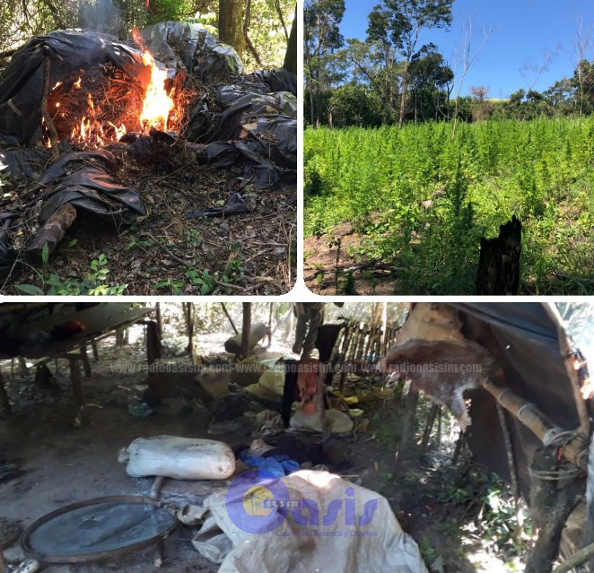 Senad destruye más de 36 toneladas de marihuana en la zona de Bado