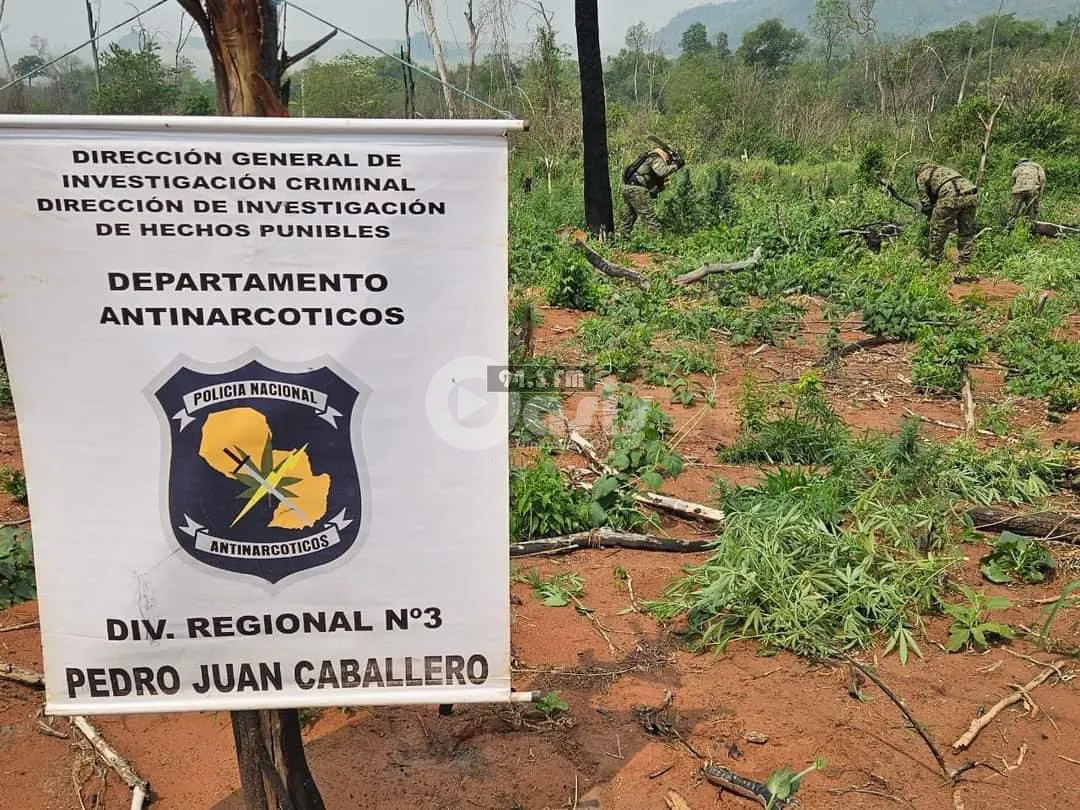 Antinarcóticos de la Policía destruyen seis hectareas de plantaciones de marihuana