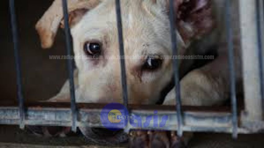 Corte de Corea del Sur dictaminó que matar perros para comer es ilegal
