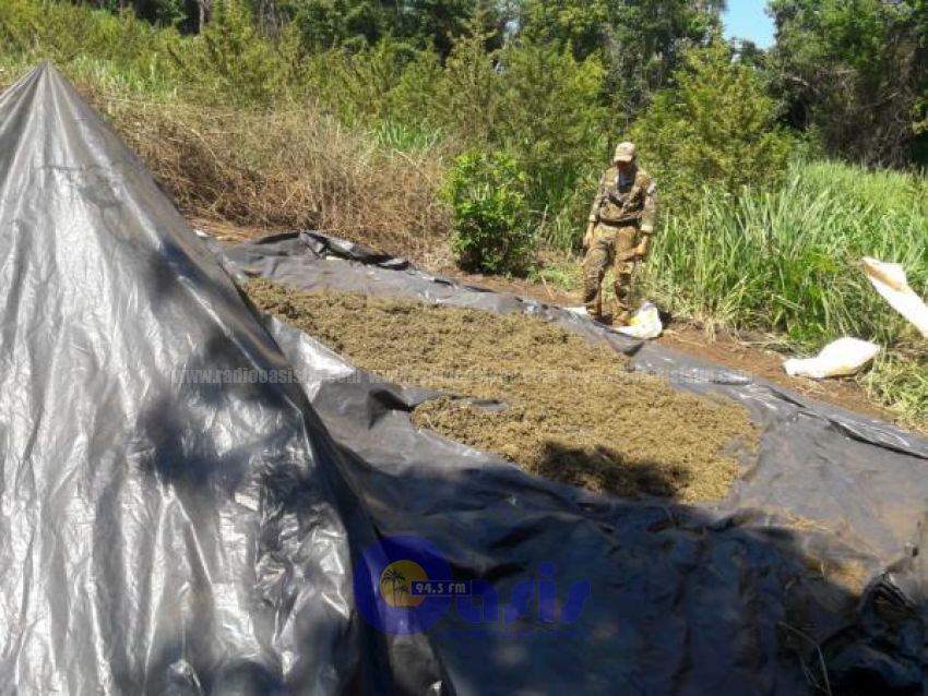 Culminó operativo Nueva Alianza con más de mil toneladas de marihuana sacadas de circulación