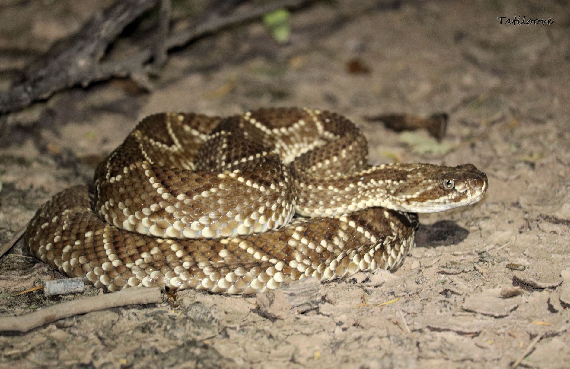 ¿Por qué hay tantos ataques de serpientes?