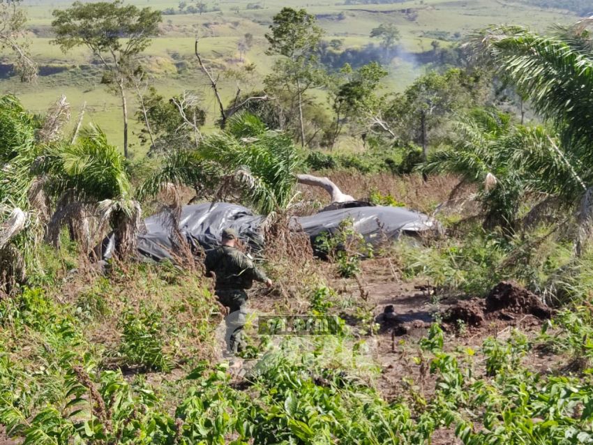 Récord: Incautan más de 55 mil toneladas de marihuana en zona rural de Pedro Juan