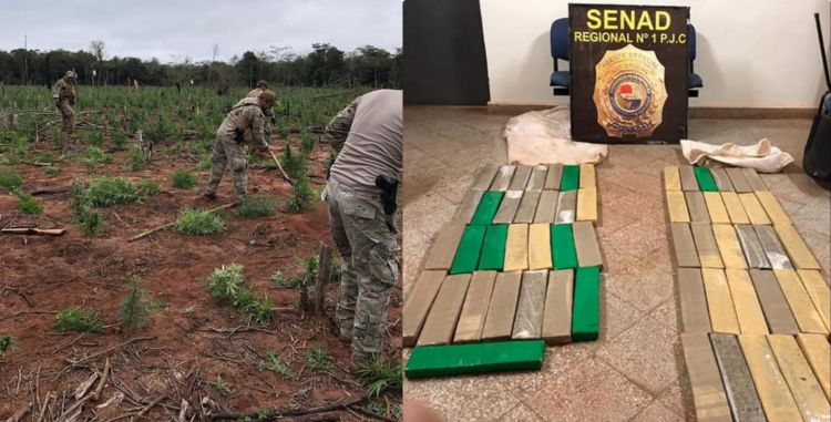 Destruyen más de 37 ,8 toneladas de marihuana en zona de Capitán Bado
