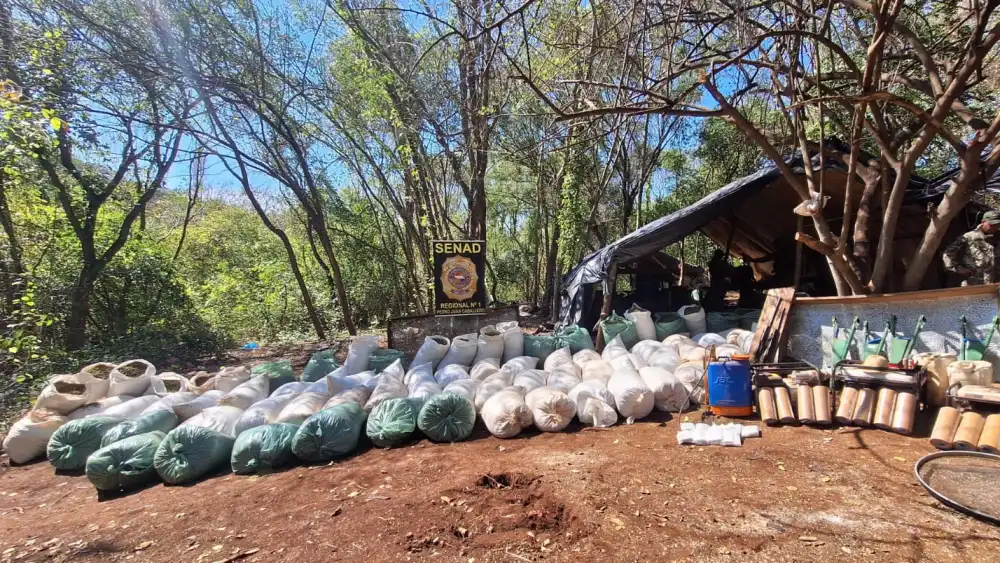 Desmantelan modernos campamentos con luz eléctrica y más de 4 toneladas de marihuana