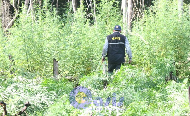 Destruyen plantaciones de marihuana en el Parque Nacional Cerro Corá