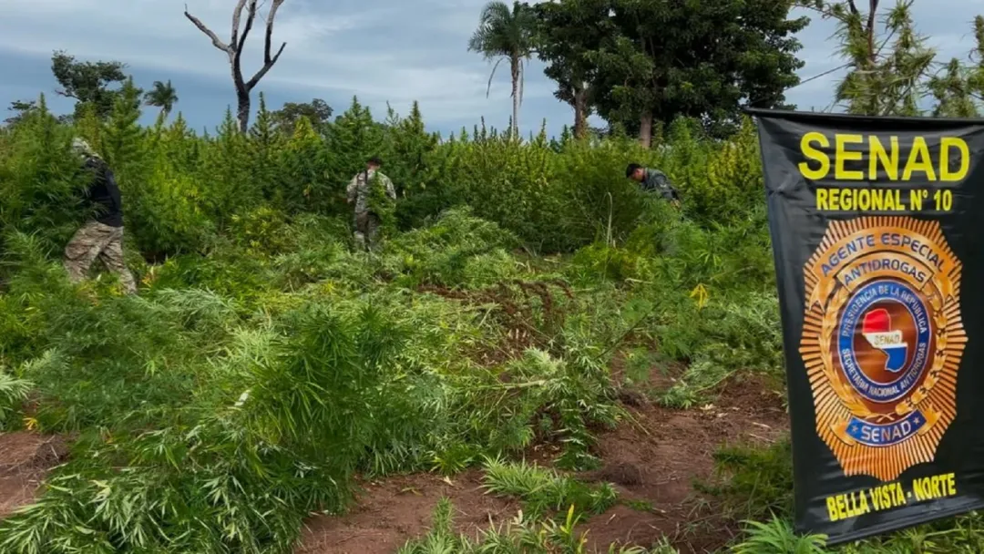Senad elimina plantaciones de marihuana y campamentos narcos en Bella Vista