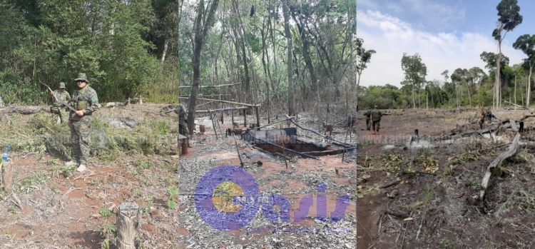 Policía Nacional de Amambay destruyó 10 hectáreas de marihuana en zona de Pedro Juan