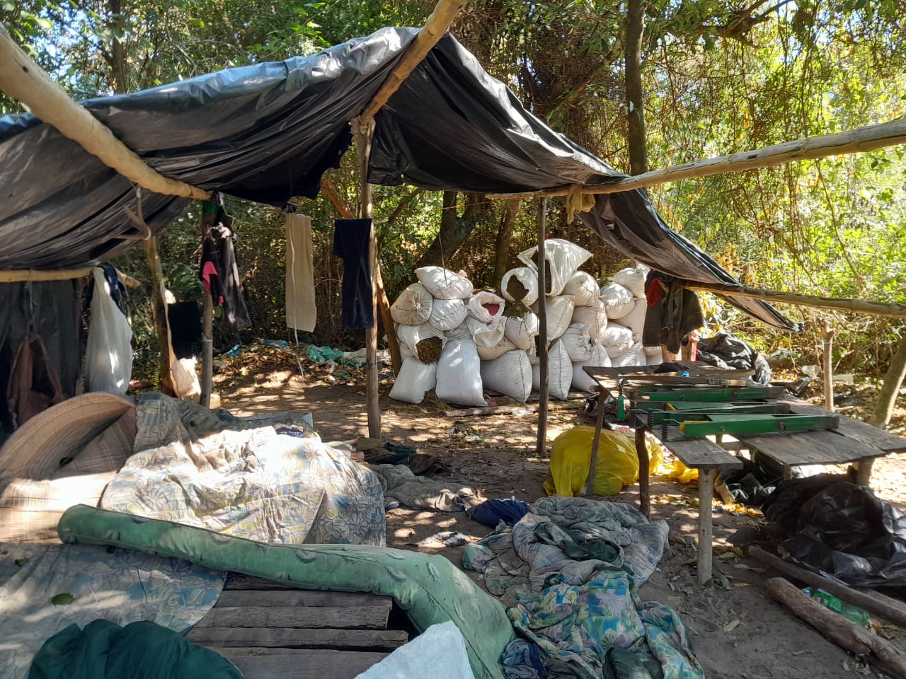 Destruyen varias hectareas de plantaciones de marihuana