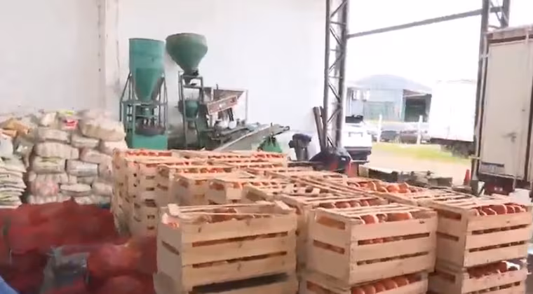En tres operativos a nivel nacional, incautan 50 toneladas de tomates de contrabando