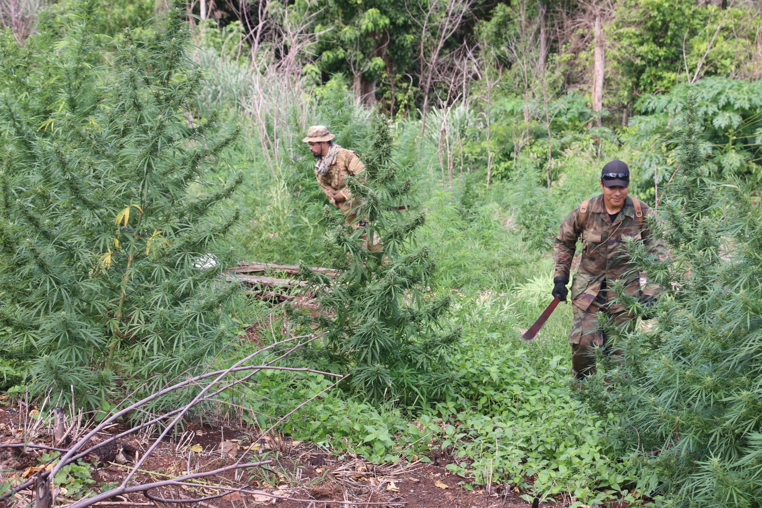 Paraguay y Brasil inician nueva ofensiva contra el narcotráfico en Amambay 