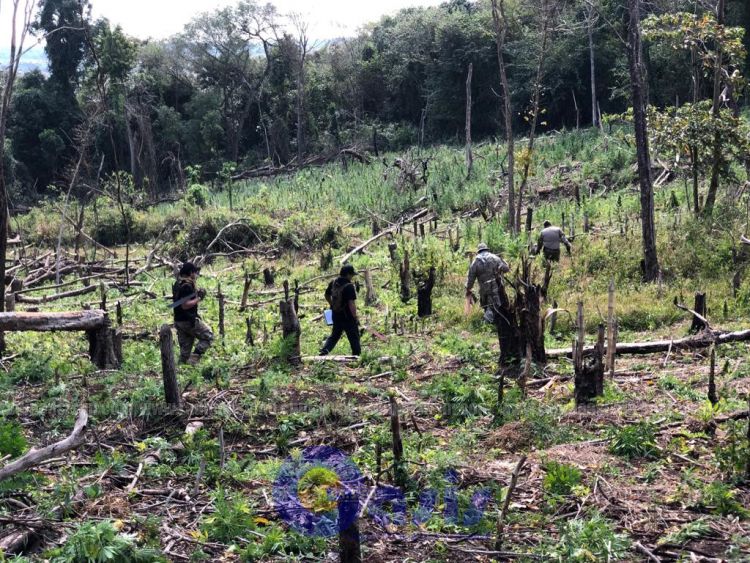 Senad destruyó  2 hectáreas de marihuana en zona de Pedro Juan