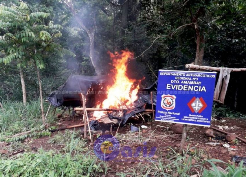 Destruyen cultivos de marihuana en Amambay
