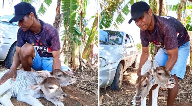 Un insólito becerro con dos cabezas nace en Brasil