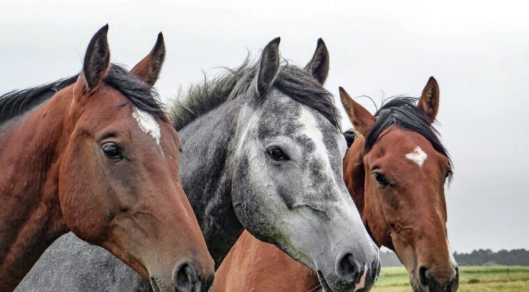 Caballos con casos neurológicos en Argentina: Paraguay enciende las alarmas