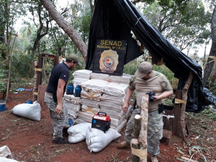 Senad incauta más de una tonelada y media de marihuana en zona de Bella Vista