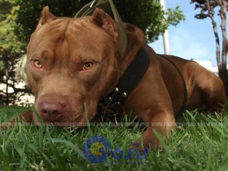 Un niño está en terapia intensiva tras ser atacado por perro de raza pitbull
