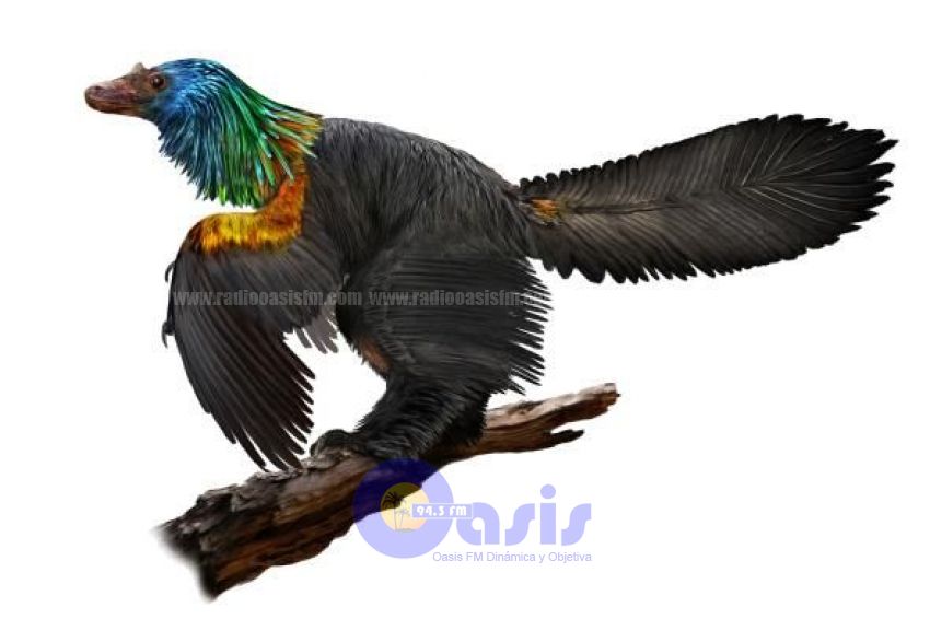 "Dinosaurio arcoris" descubierto en China tena plumas iridiscentes