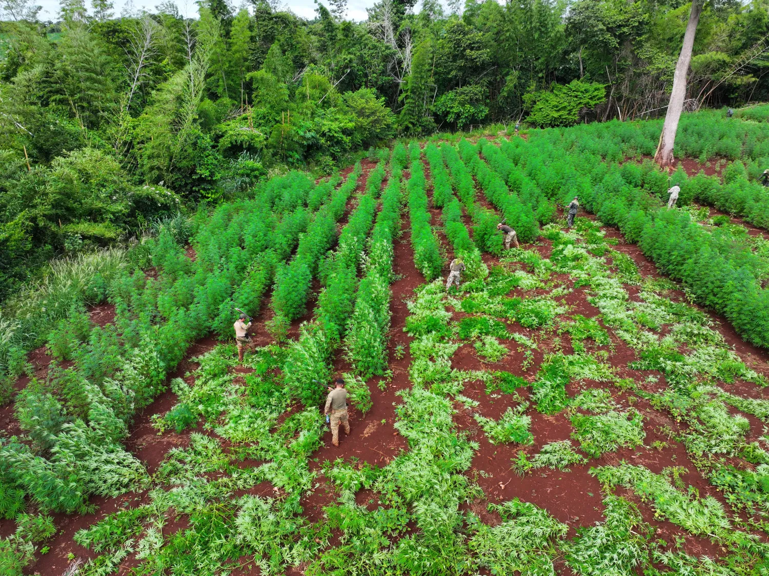 SENAD elimina mega plantación ilícita de casi 60 hectáreas en Capitán Bado 