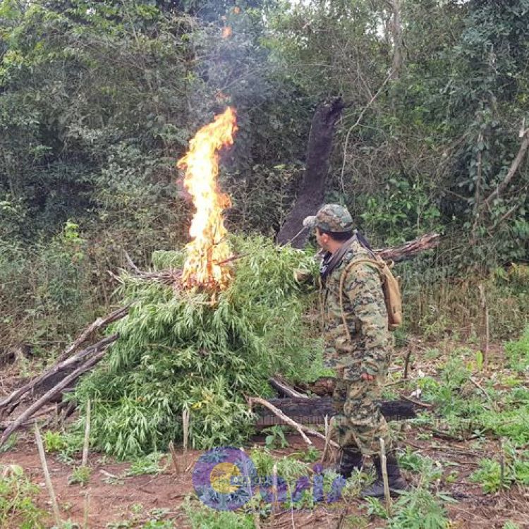 Destruyen diez hectáreas de marihuana en zona de Capitán Bado