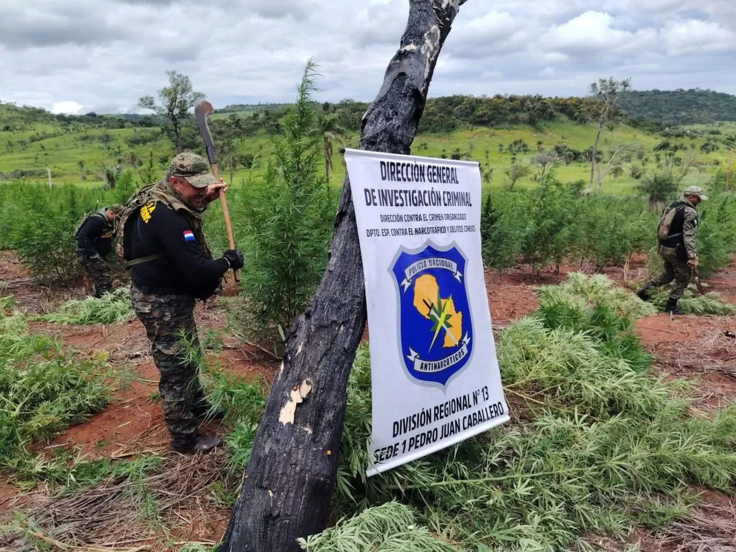 Destruyen 12 hectáreas de supuesta marihuana en zona rural de Pedro Juan