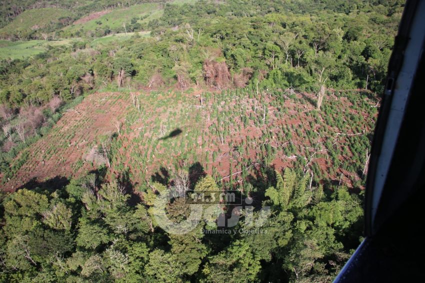 Destruyen más de 669 toneladas de marihuana en 8 jornadas en Amambay 