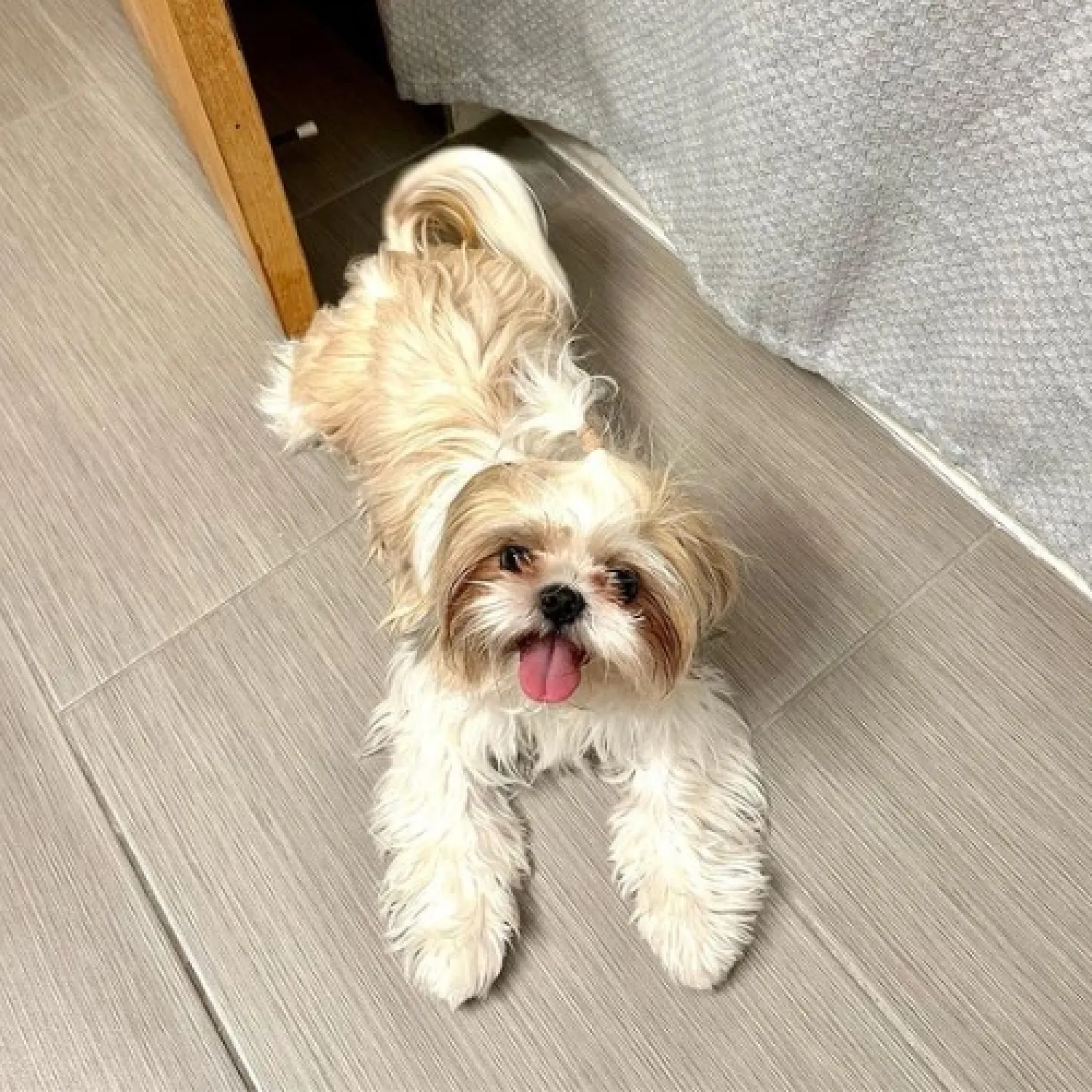 Allanan vivienda y recuperan perro robado en Capitán Bado