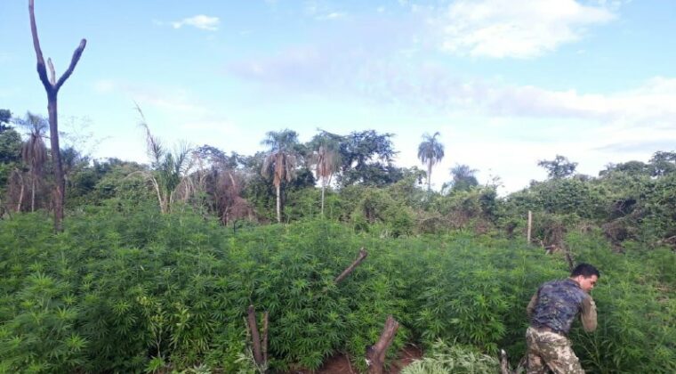 Anulan plantación de marihuana por valor de USD 3,5 millones en Yby Yaú