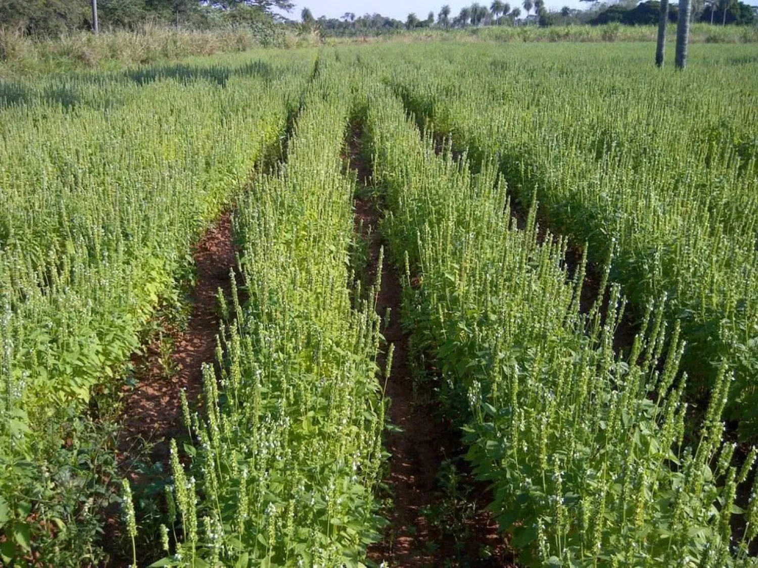 Agricultura familiar: comunidad indígena de San Pedro transforma chía en desarrollo local