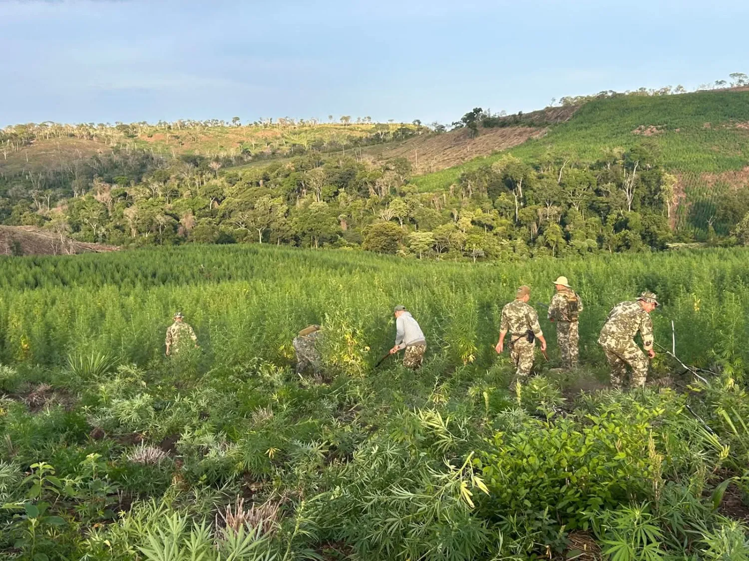 Operativo “Escudo Guaraní”: erradican 33 hectáreas de marihuana y ocho campamentos en Bella Vista Norte 