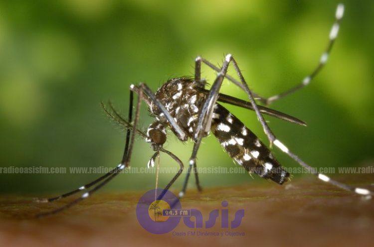 Dengue navideño: Diciembre registrará eclosión epidémica