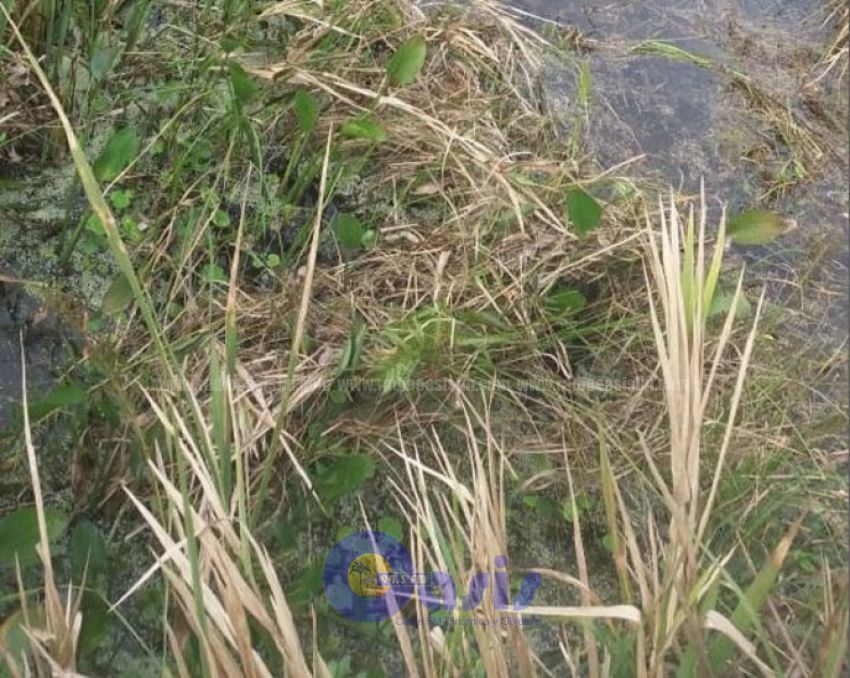 Hallan cadáver de un hombre en un esteral