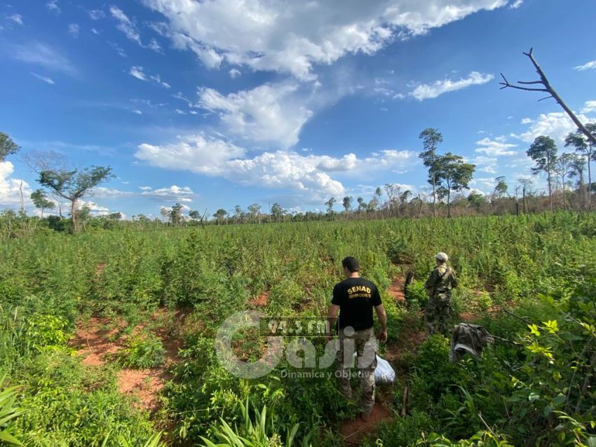 Senad  desmantelo campamentos narcos y destruyó más de 6.000 kilos de marihuana en  Capitán Bado