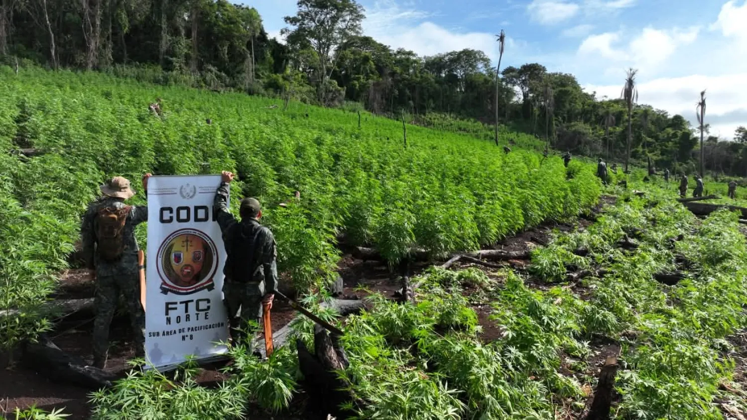 Destruyen 50 hectáreas de marihuana en zona de Pedro Juan