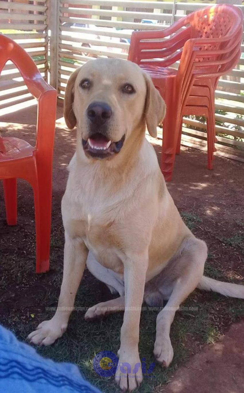 Perro extraviado en Pedro Juan