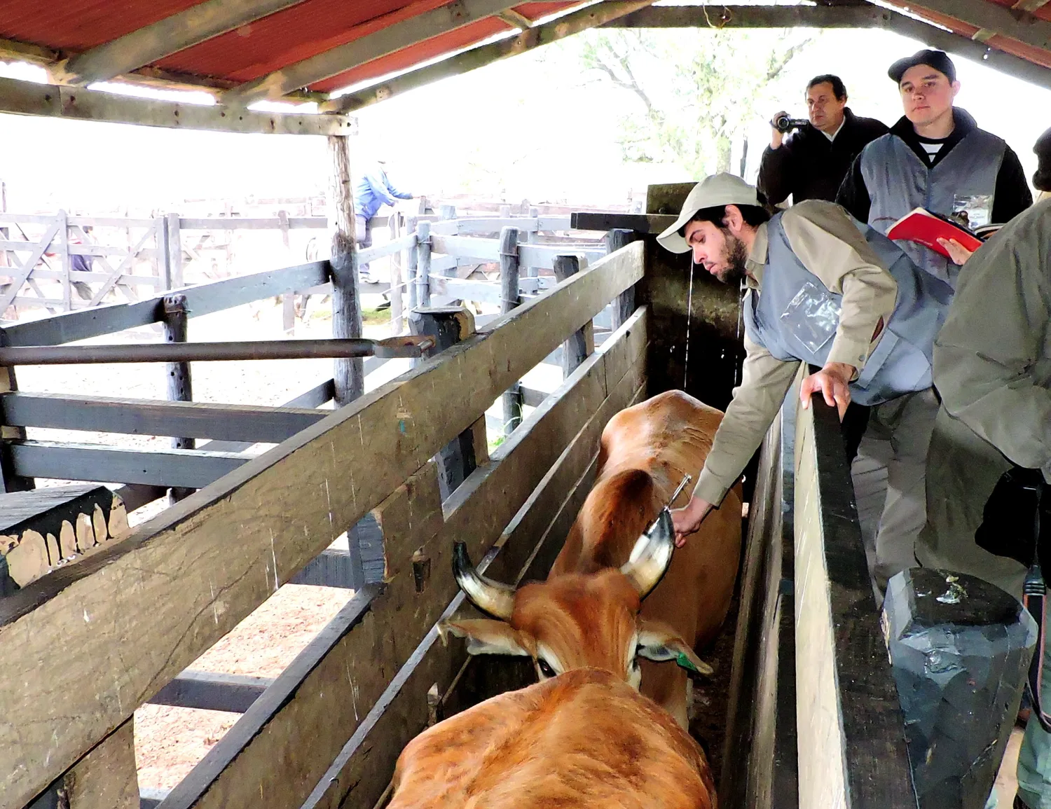 Comenzó el primer periodo de vacunación contra la fiebre aftosa en Paraguay