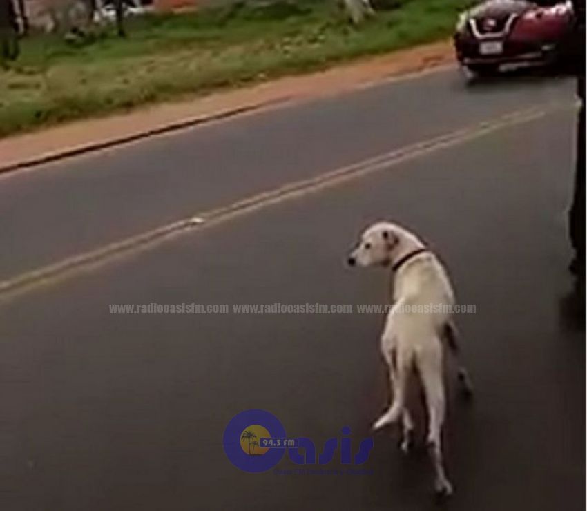 Perrita fue arrastrada por un camión en Luque