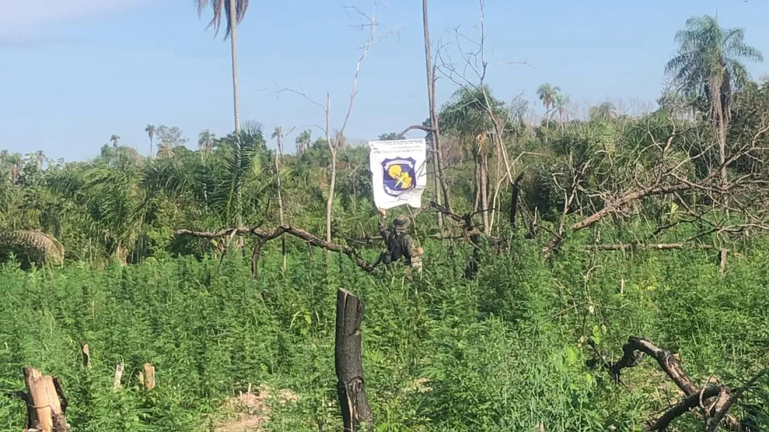 Antinarcóticos destruyó siete hectáreas de marihuana en Cerro Corá