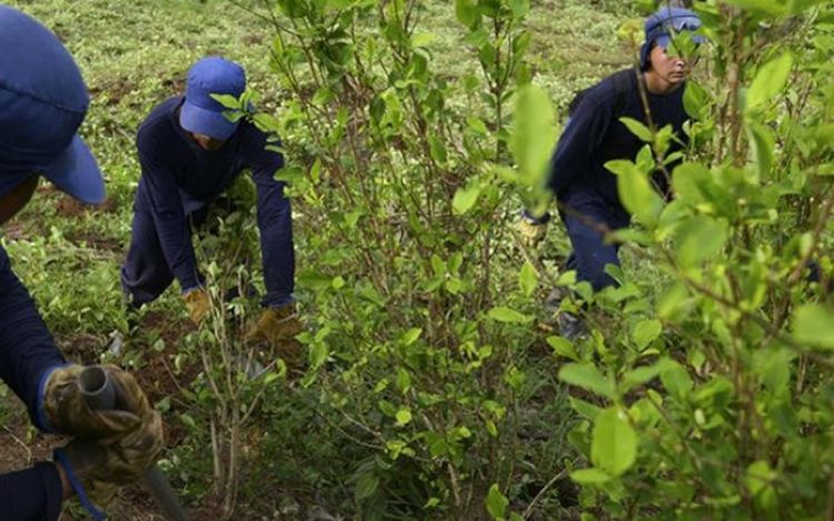 Colombia sigue siendo el mayor cultivador de hoja de coca del mundo