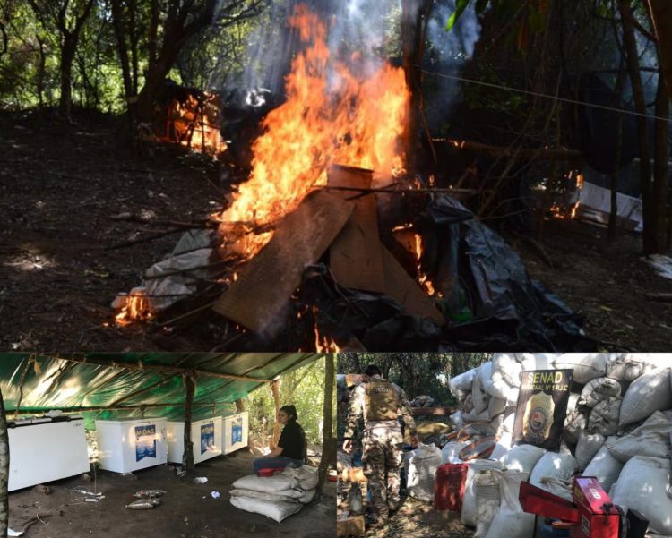 Senad destruyó más de 10 mil kilos de marihuana en zona de Bado